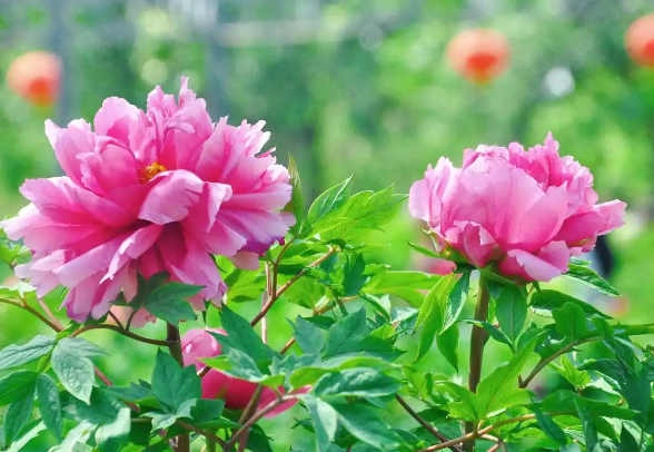 QQ_1777688420964.png