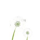 082106uhabvvxggaxhoaas.gif
